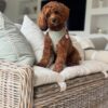 🌅 Adopt Rosie