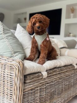 🌅 Adopt Rosie