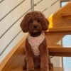 🌅 Adopt Rosie
