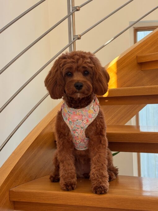 🌅 Adopt Rosie