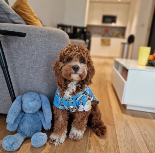🐾 Meet Teddy