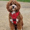 🐾 Meet Teddy