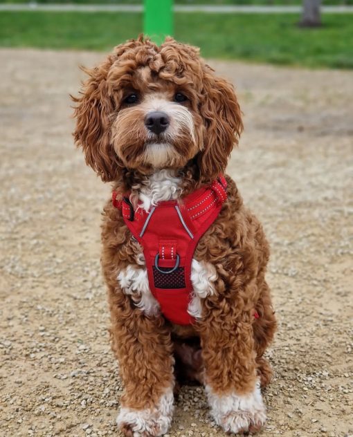 🐾 Meet Teddy