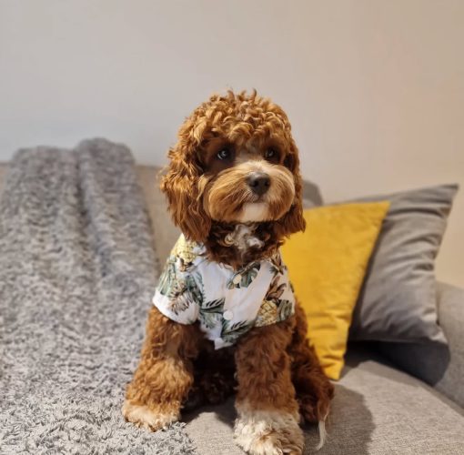 🐾 Meet Teddy
