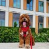 🐾 Meet Teddy