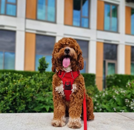🐾 Meet Teddy