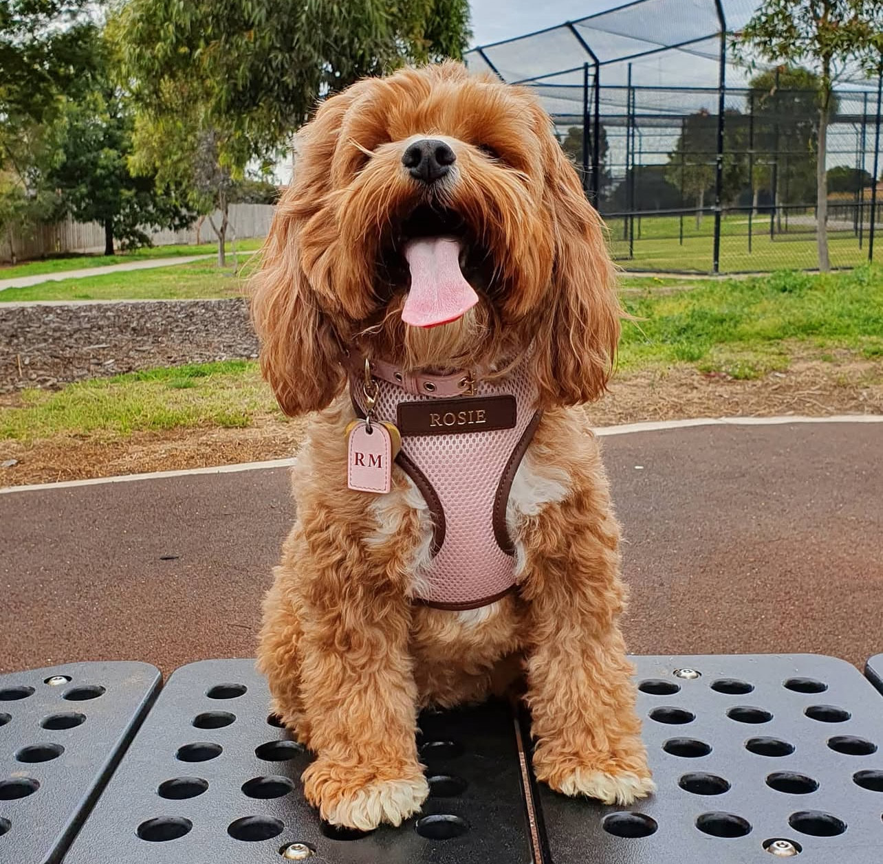 Certified Trick Dog