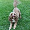 IMG_3239 🐾 Meet Rosie