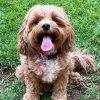 IMG_3240 🐾 Meet Rosie