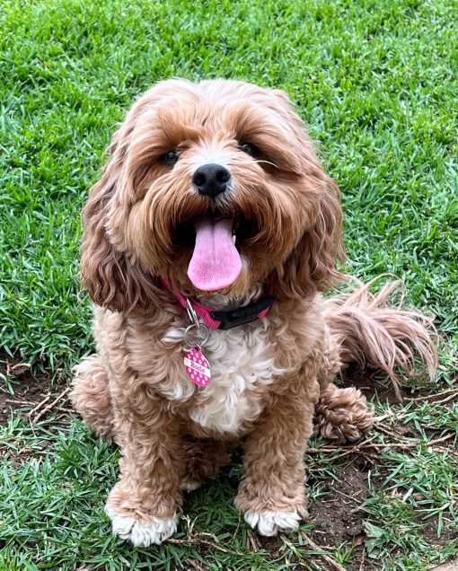 IMG_3240 🐾 Meet Rosie