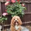 IMG_3241 🐾 Meet Rosie
