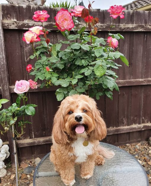 IMG_3241 🐾 Meet Rosie