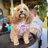 IMG_3242 🐾 Meet Rosie