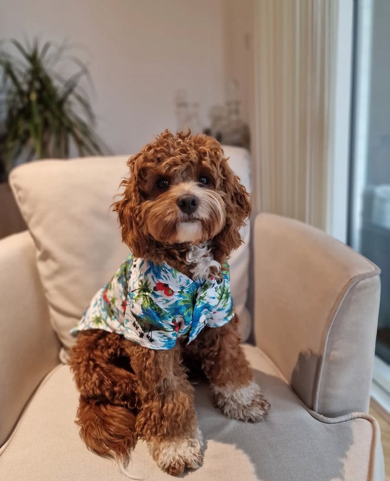 🐾 Meet Teddy