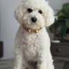 IMG_4200 🐾Meet Pearl