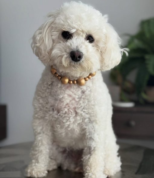 IMG_4200 🐾Meet Pearl