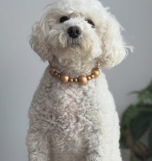 IMG_4201 🐾Meet Pearl