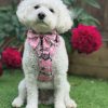 IMG_4202 🐾Meet Pearl