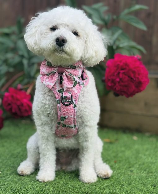 IMG_4202 🐾Meet Pearl