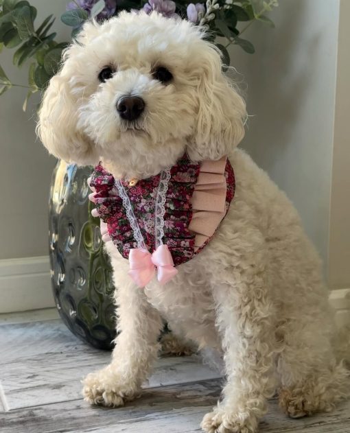 IMG_4206 🐾Meet Pearl