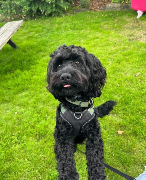 🐾Meet Cooper