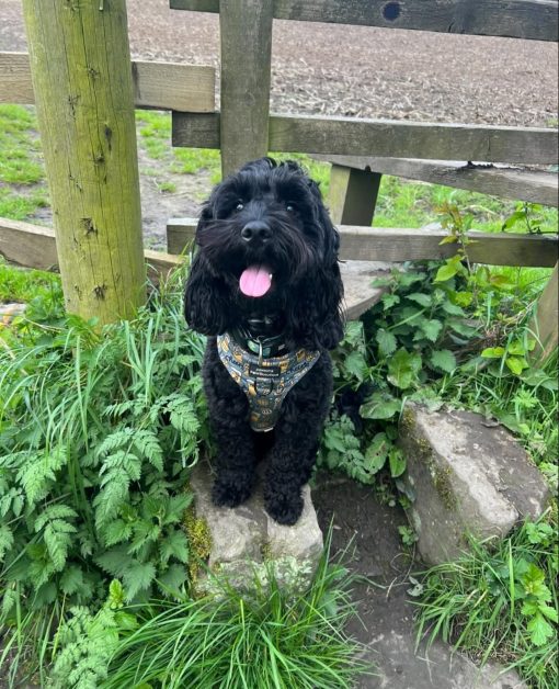 🐾Meet Cooper