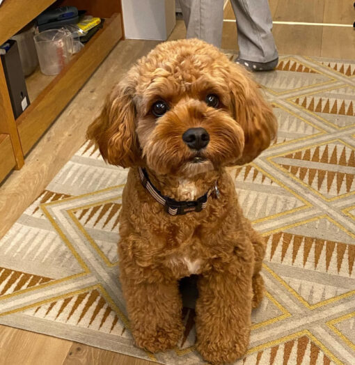 🌄 Adopt Teddy