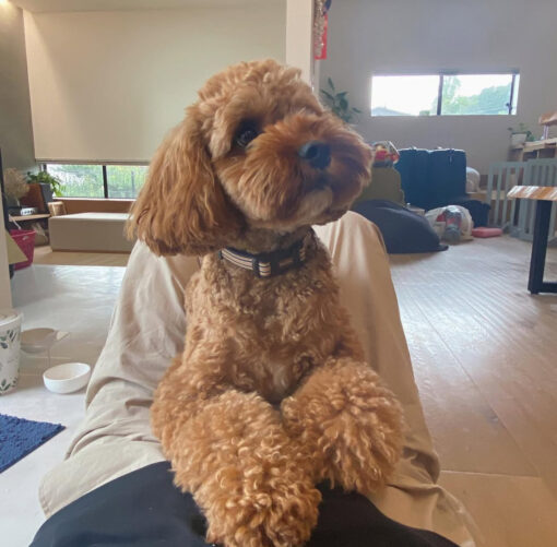 🌄 Adopt Teddy