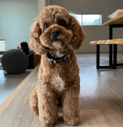 🌄 Adopt Teddy