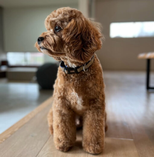 🌄 Adopt Teddy