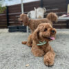 🌄 Adopt Teddy