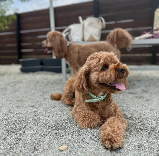 🌄 Adopt Teddy