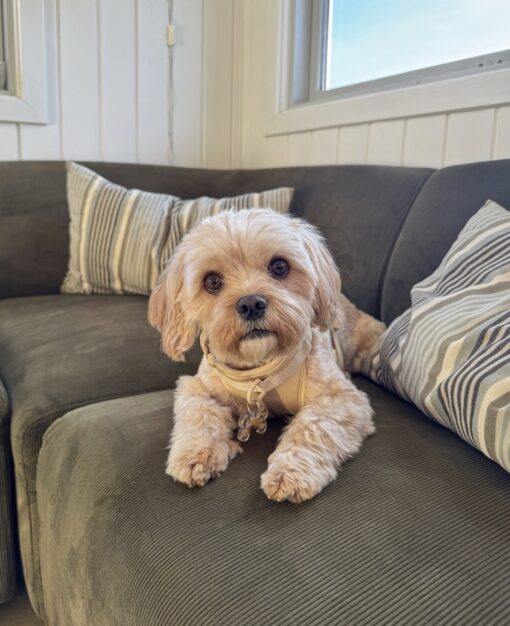 🏙️ Bella