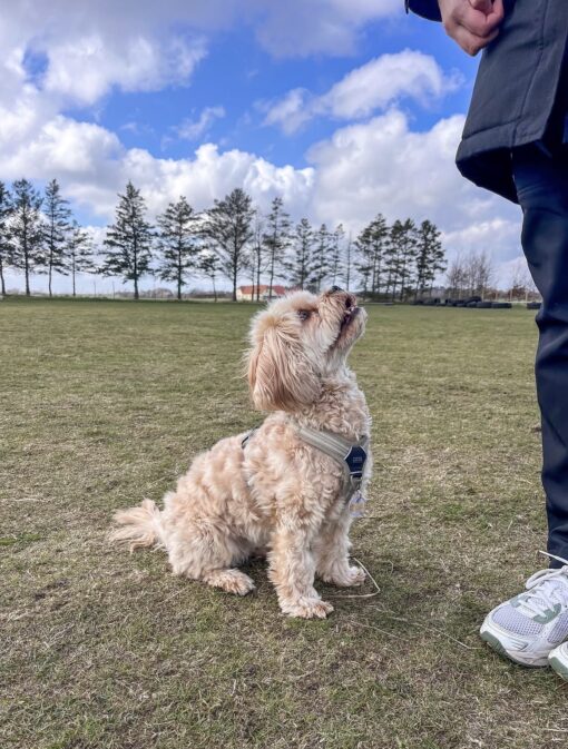 🏙️ Bella