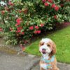 🏞️ Adopt Rufus
