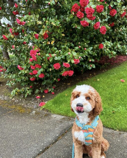 🏞️ Adopt Rufus