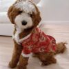 🏞️ Adopt Rufus