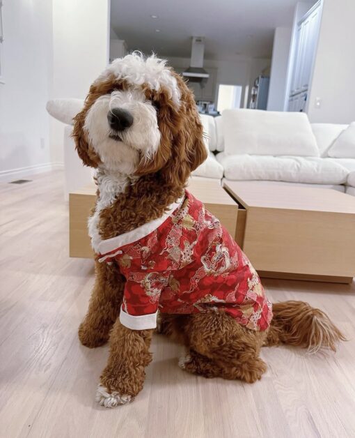 🏞️ Adopt Rufus