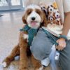 🏞️ Adopt Rufus