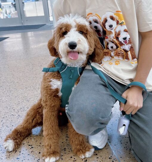 🏞️ Adopt Rufus