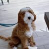 🏞️ Adopt Rufus
