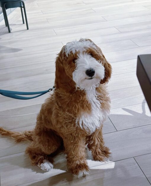 🏞️ Adopt Rufus