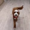 🏞️ Adopt Rufus