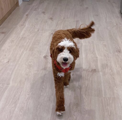 🏞️ Adopt Rufus