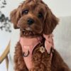 🌅 Adopt Rosie