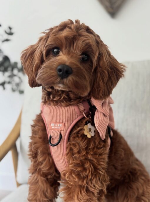 🌅 Adopt Rosie