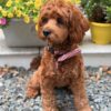 🌅 Adopt Rosie