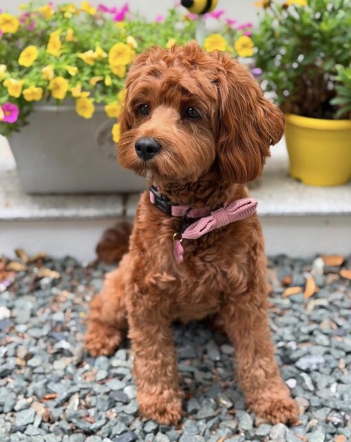🌅 Adopt Rosie