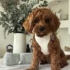 🌅 Adopt Rosie