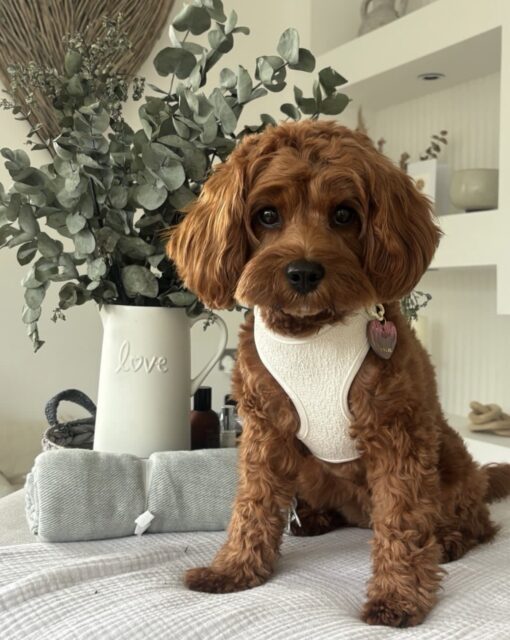 🌅 Adopt Rosie